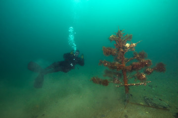 Scuba diver and the christmas tree underwater