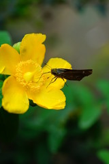 蝶々　黄色い花　緑