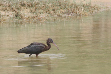 Glosst Ibis by a water body in Tharparker 