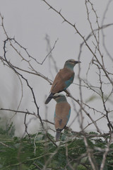 European Roller comes for the insects after rain. 