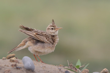Crested Lark sings away 