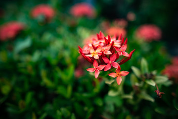 Close-up of red needle flowers with blurred background in dark green as copy space.