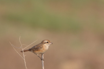 Isaballine Shrike as perched on a branch 