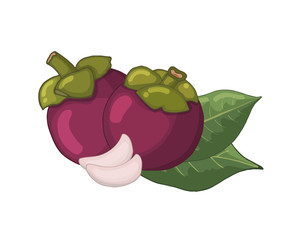 Mangosteen fruit with leaves and flesh isolated on a white background. Vector illustration, sketch.
