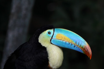 Rainbow-Billed Toucan