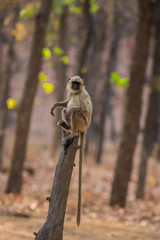 Gray langur, sacred langur, Indian langur or Hanuman langur, Old World monkey perched on a dead tree trunk with a beautiful sal tree background at Bandhavgarh National park, madhya pradesh, india