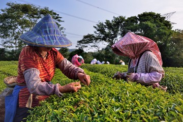 Tea picking women picking tea The location was taken in Baoshan Township, Hsinchu County, Taiwan, and the photo was taken on October 26, 2019.