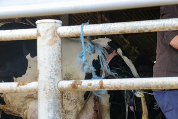 牛の出産　千葉県印西市　日本