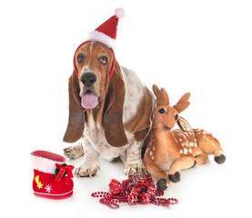 basset hound in studio