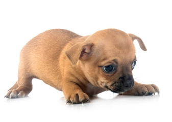 chihuahua in studio