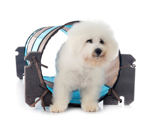Bichon Frise in studio