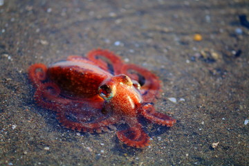 Pulpo