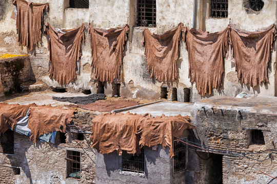 Tanned animal skill hanging on wall to dry. Tannery of Fès, Morocco.