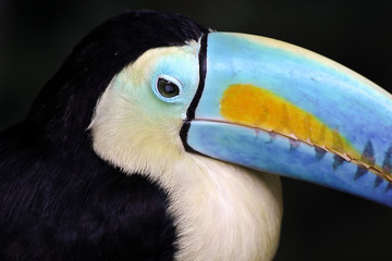 Rainbow-Billed Toucan