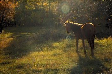 horse in the fog
