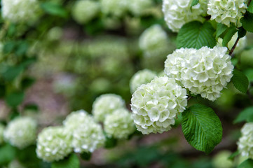 white flower in the garden