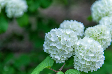 white flowers in garden