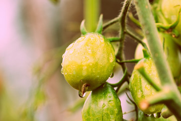 Unripe tomatoes with drops of water in a summer garden after rain close-up. Retro style