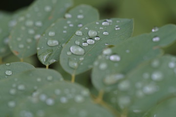 Wassertropfen auf Blättern