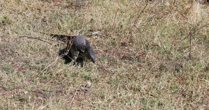 Monitor Lizard walkin in grass, Varanus niloticus in Chobe national park, Botswana Africa wildlife