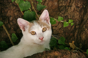 Naklejka na ściany i meble Young cat in a tree in Crete