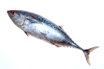 FRESH TUNA ON WHITE BACKGROUND IN STUDIO