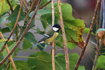 A great tit (Parus major) perched on a flame of the forest (Butea monosperma) tree branch.