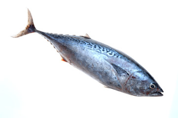 FRESH TUNA ON WHITE BACKGROUND IN STUDIO