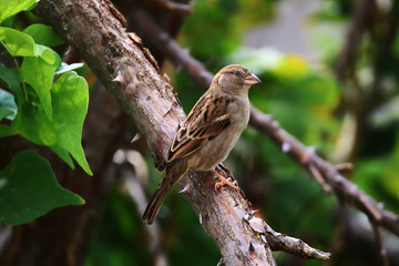 A female house sparrow (Passer domesticus) perched on a flame of the forest (Butea monosperma) tree branch.