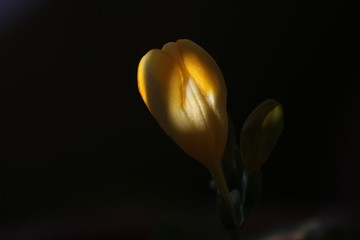 The delicate beauty of a yellow freesia bud