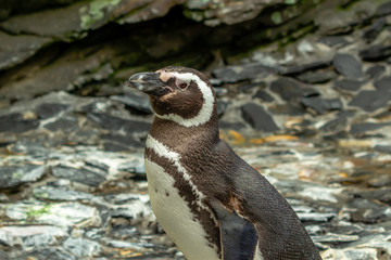 Magellanic penguin posing for photo