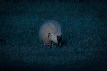 Focus on the sheep