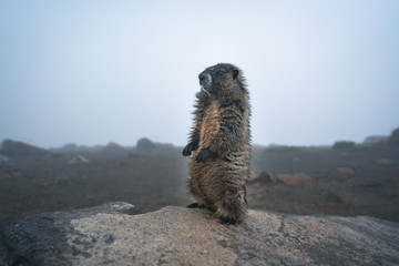 A marmot standing on the rock in a foggy forest. Mount Rainier National Park, Washington, United States.a marmot standing on the rock in foggy forest.