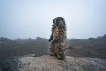 Foto op Plexiglas A marmot standing on the rock in a foggy forest. Mount Rainier National Park, Washington, United States.a marmot standing on the rock in foggy forest. © Fangzhou