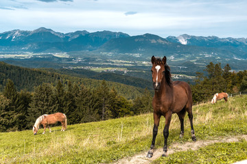 Fototapeta na wymiar Young Brown Horse on Hill in Mountains