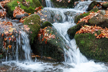 Fototapeta na wymiar Autumn creek woods with and rocks in forest mountain.