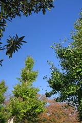 青空と公園の銀杏の木