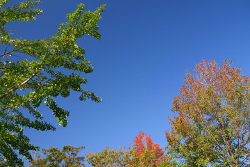 秋空と公園の木々