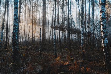 Fototapeta na wymiar Sunlight Rays in Moody Dark Woodland at Fall