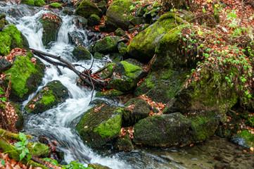 Autumn creek woods with and rocks in forest mountain.