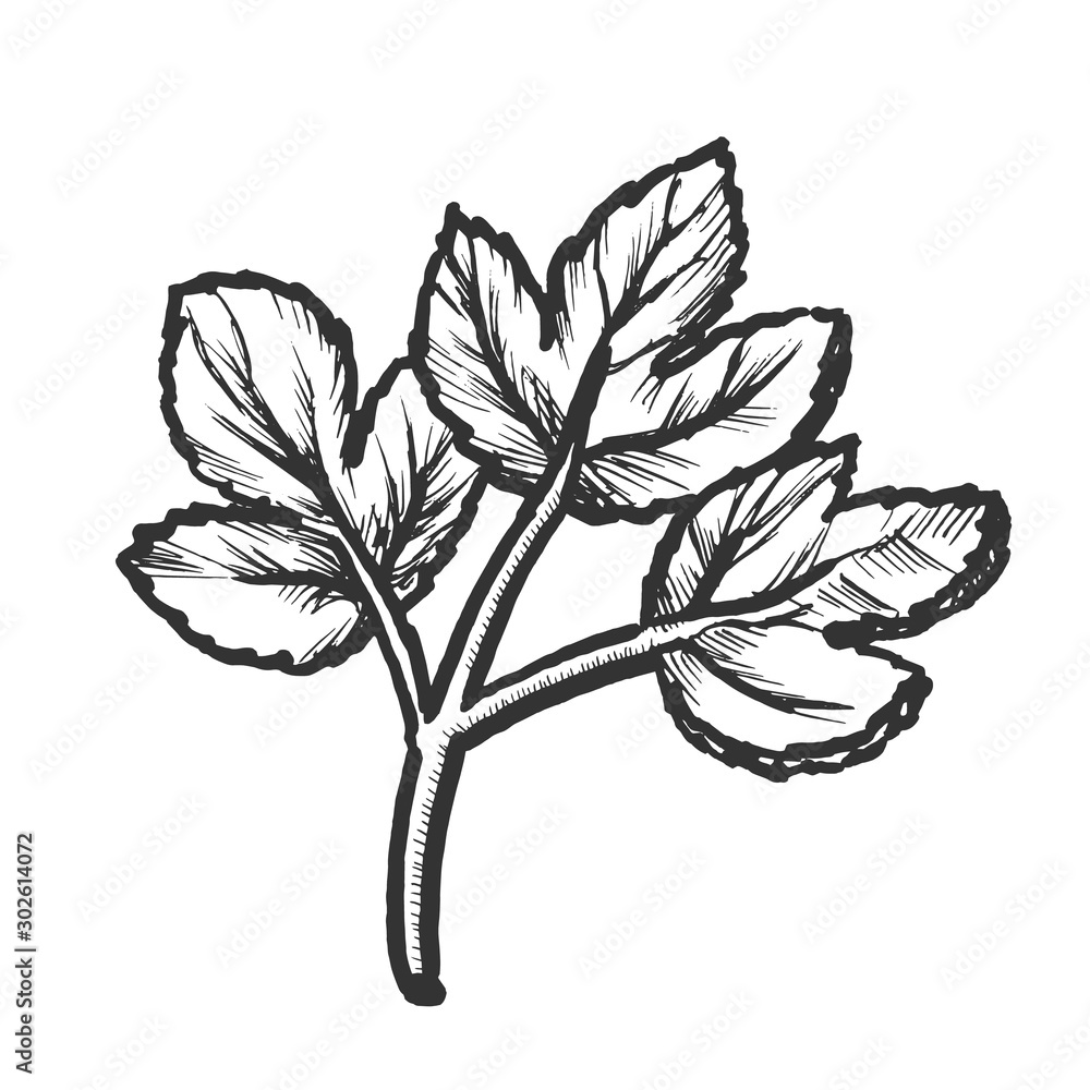 Canvas Prints Parsley Sprig Fresh Spice For Nutrition Ink Vector. Aromatic Parsley Leaves Herb. Bunch Ingredient For Dish Engraving Concept Template Hand Drawn In Vintage Style Black And White Illustration