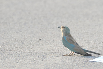 European Roller looks for the next locust for meal 