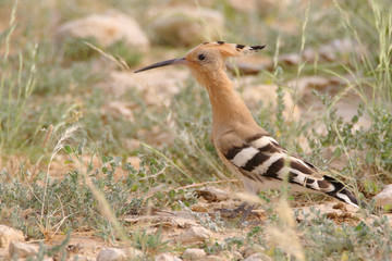 Hoopoe near a cactus plant looking for insects 
