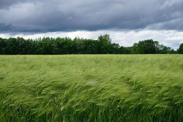 Fototapeta premium stormy sky on a field of green wheat