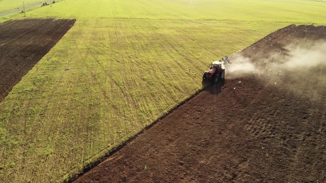 Aerial view of a farmer on a modern tractor cultivating brown dusty soil on a Sunny summer evening. Many white storks follow the agricultural machine in search of food. The concept of agribusiness