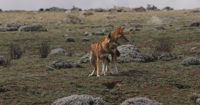 Rare and endemic ethiopian female and male wolf, Canis simensis, hunts in nature habitat. Sanetti Plateau in Bale mountains, Africa Ethiopian wildlife. Only about 440 wolfs survived in Ethiopia