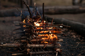branches in the fire
