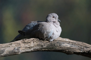 The Eurasian collared dove (Streptopelia decaocto)
