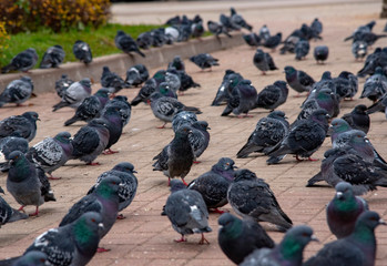 Fototapeta premium A large flock of pigeons on the square paved with red tiles.