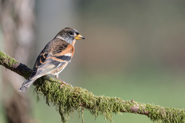 The wonderful brambling (Fringilla montifringilla)